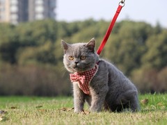 苏州俄罗斯蓝猫出售