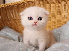 乌鲁木齐苏格兰折耳猫领养