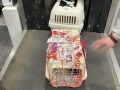 西安宠物猫托运公司
