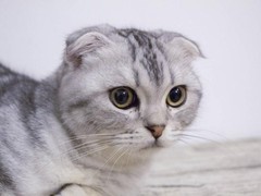 台州折耳猫领养