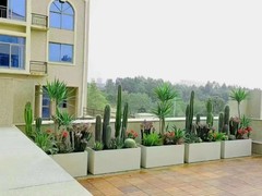 深圳市德远园林绿化工程有限公司