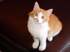 南昌土耳其安哥拉猫领养