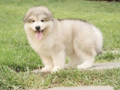 遵义阿拉斯加雪橇犬价格
