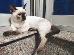 拉萨暹罗猫领养