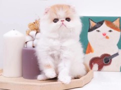 贵阳波斯猫价格