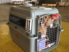 拉萨宠物猫托运公司
