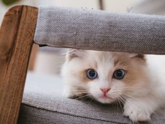 绍兴布偶猫领养