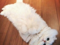 南通波斯猫领养
