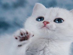 济南西伯利亚森林猫出售