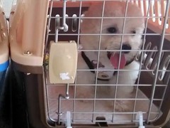 西安宠物狗托运