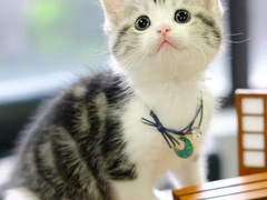 金华异国短毛猫领养