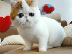拉萨异国短毛猫领养