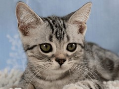 泰州异国短毛猫价格