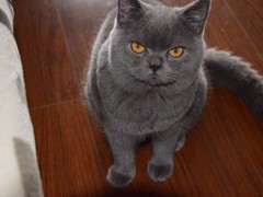 青岛沙特尔猫领养
