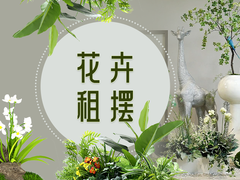阳曲花卉出租