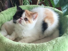 廊坊异国短毛猫领养