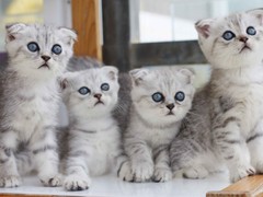 廊坊折耳猫领养