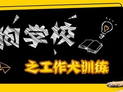 南宁宠物狗训练