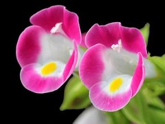 南京花卉批发