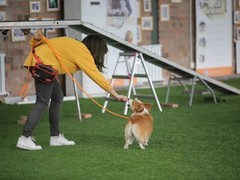 佛山宠物训练