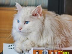 潍坊波斯猫出售