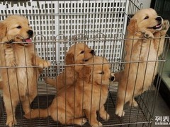 国际名犬基地