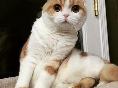 拉萨折耳猫领养