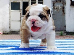 聊城英国斗牛犬