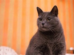临沂异国短毛猫出售