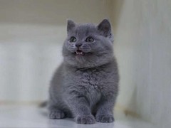 咸阳英短蓝猫多少钱一只
