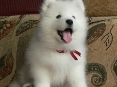 江门萨摩耶犬价格