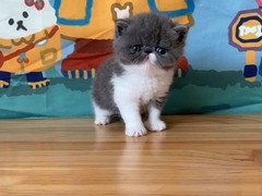 桂林英国短毛猫价格