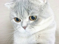 温州苏格兰折耳猫领养