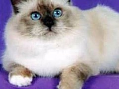 合肥伯曼猫领养