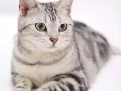 西安异国短毛猫领养