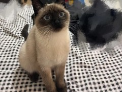 临沂暹罗猫领养