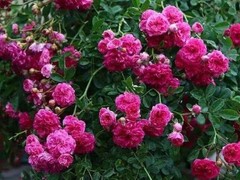 兰州花卉出租