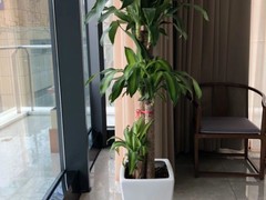 西安希美园林花卉租赁公司