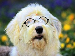 南昌古代英国牧羊犬