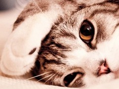 南宁美国短尾猫价格