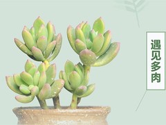 潍坊鲜花订购