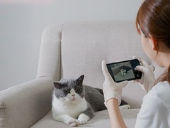 金华挪威森林猫出售