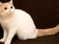 赣州异国短毛猫领养