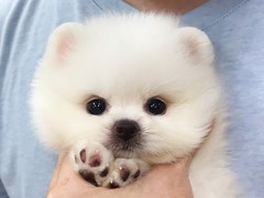 合肥博美犬领养