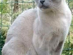 天津东奇尼猫领养