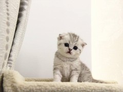 扬州苏格兰折耳猫出售