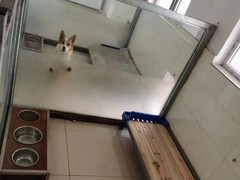 北京寵物寄養(yǎng)地址