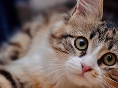 南宁埃及猫出售