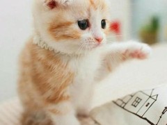 南昌折耳猫领养