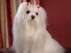 厦门马尔济斯犬